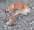 Newborn Fawn and Doe Fallow Deer Royalty Free Stock Photo