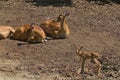 A newborn fawn stands next to a pair of lying spotted deer. Royalty Free Stock Photo