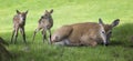 Newborn fawns