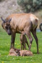 Newborn feeling safe by mother Royalty Free Stock Photo