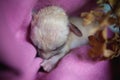Newborn fennec fox cub on hand, 2 weeks old Royalty Free Stock Photo