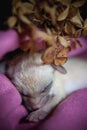 Newborn fennec fox cub on hand, 2 weeks old Royalty Free Stock Photo