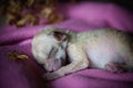 Newborn fennec fox cub on hand, 2 weeks old Royalty Free Stock Photo