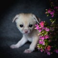 Newborn fennec fox cub with pink flowers Royalty Free Stock Photo