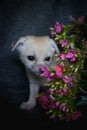 Newborn fennec fox cub with pink flowers Royalty Free Stock Photo