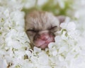 Newborn fennec fox cub in white flowers Royalty Free Stock Photo