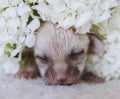 Newborn fennec fox cub in white flowers Royalty Free Stock Photo