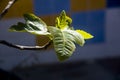 Newborn fig tree leaves