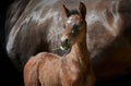 Newborn filly foal with horse mother. Royalty Free Stock Photo