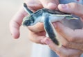 Newborn Flatback Sea Turtle Royalty Free Stock Photo