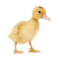 Newborn fluffy duckling on a white background, close-up Royalty Free Stock Photo