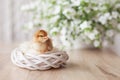 Newborn fluffy fledgling chicken in small nest against the background of white flowers. Symbol of spring, holiday, easter, Royalty Free Stock Photo