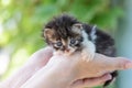 Newborn fluffy kitten Royalty Free Stock Photo