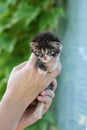 Newborn fluffy kitten Royalty Free Stock Photo