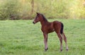 Newborn Foal