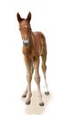 Newborn foal