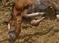 Newborn foal