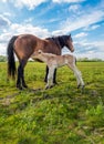 Newborn foal drinking milk from its mother horse Royalty Free Stock Photo