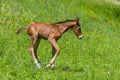 Newborn foal having fun Royalty Free Stock Photo