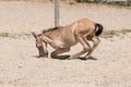Newborn foal lies down in the sand in a rural setting on the farm. Young yellow animal
