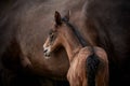 Newborn foal with mare. Horses isolated. Royalty Free Stock Photo