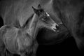 Newborn foal with mare isolated on black Royalty Free Stock Photo
