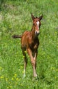 Newborn foal on a summer pasture Royalty Free Stock Photo