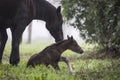 First steps of a newborn foal