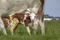 Newborn freshly cute montbeliarde calf is standing next to her mother cow in the tall grass in a meadow Royalty Free Stock Photo