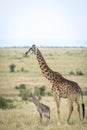 Newborn giraffe standing next to its mother in Masai Mara in Kenya Royalty Free Stock Photo