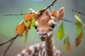 newborn giraffe trying to reach for leaves like mother