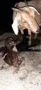 Newborn goat child, recurrent child born twins