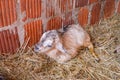 Newborn goat Royalty Free Stock Photo