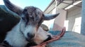 Newborn goat lying on a towel Royalty Free Stock Photo
