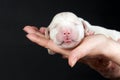 Newborn golden retriever puppy