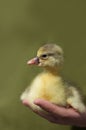 Newborn gosling