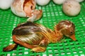 Newborn gosling just hatched out of the egg