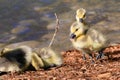 Newborn Goslings Learning to Complain, Argue, Scrabble and Squawk