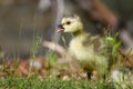 Newborn Goslings Learning to Complain, Argue, Scrabble and Squawk