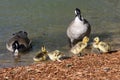 Newborn Goslings Learning Under the Watchful Eye of Mother and Father Royalty Free Stock Photo