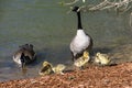 Newborn Goslings Learning Under the Watchful Eye of Mother and Father Royalty Free Stock Photo