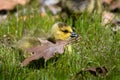 Newborn Goslings Resting Quietly Beside a Leaf in the Grass