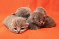 newborn gray british kittens