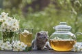 Newborn gray kitten near glass tea pot, a cup and a beautiful bouquet of jasmine flowers on the windowsill Royalty Free Stock Photo