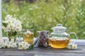 Newborn gray kitten near glass tea pot, a cup and a beautiful bouquet of jasmine flowers on the windowsill Royalty Free Stock Photo