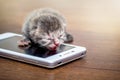 Newborn gray kitten near a mobile phone. Serious conversation on