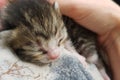 Newborn gray kitten sleeping on a sweater, little kitty in a female young hand