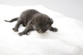 A newborn gray kitten with a white forehead on an background