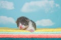 Newborn gray and white kitten on fluffy towels