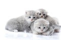 Newborn Grey Fluffy Kittens Looking To The Camera While Playing Together And Exploring The World Around Them.
